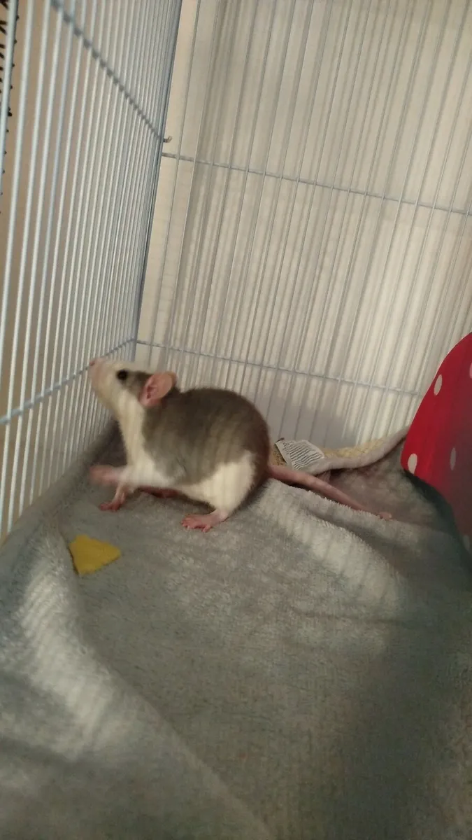 Pet rats