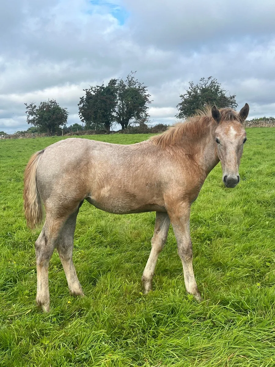 Irish Draught Filly - Image 3