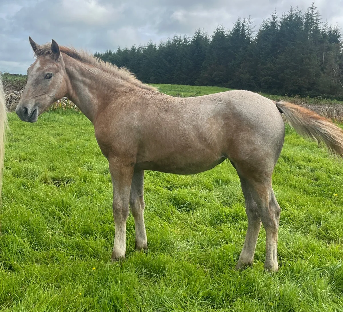 Irish Draught Filly - Image 1
