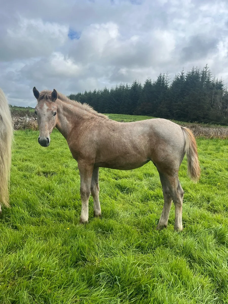 Irish Draught Filly - Image 2