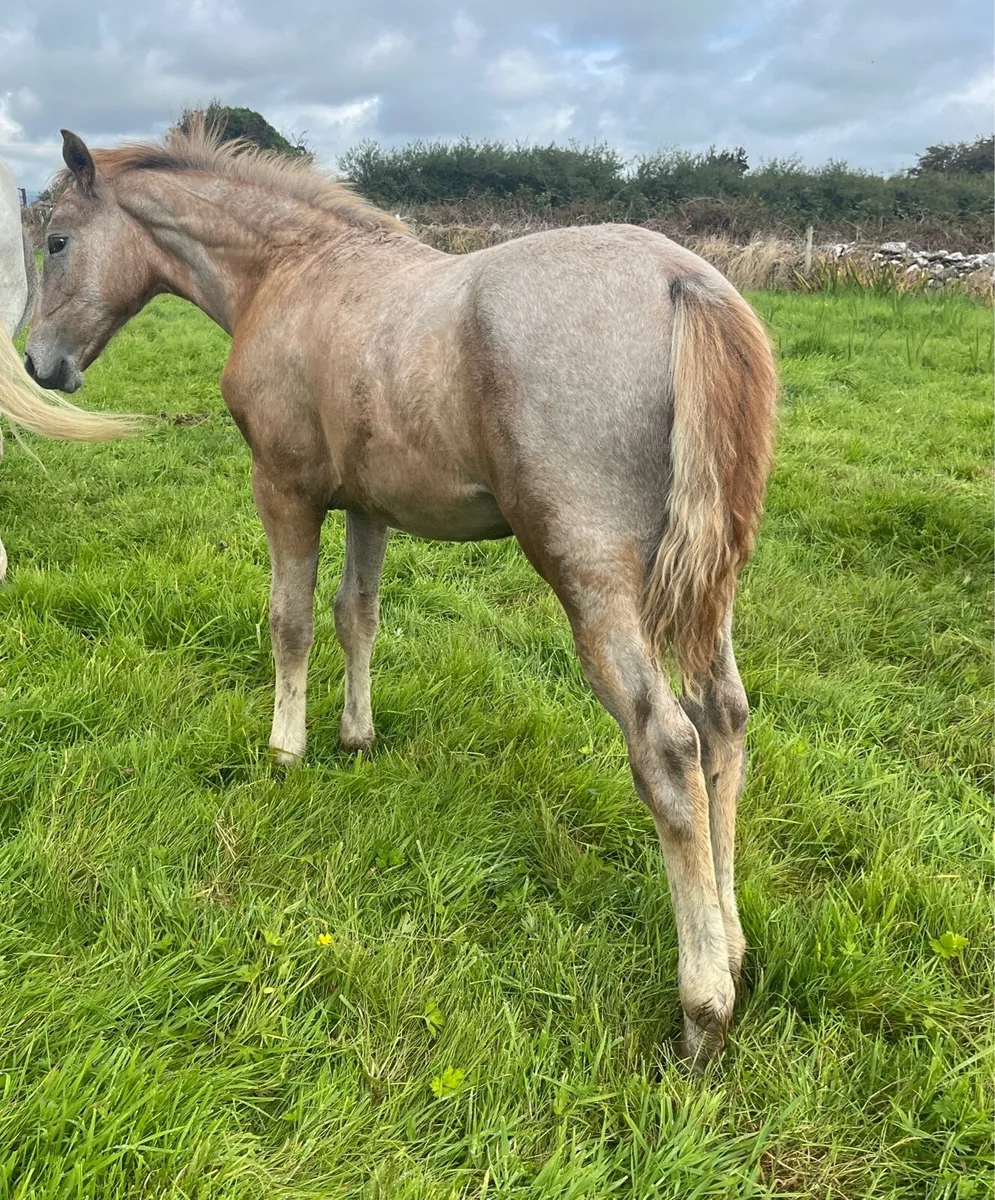 Irish Draught Filly - Image 4