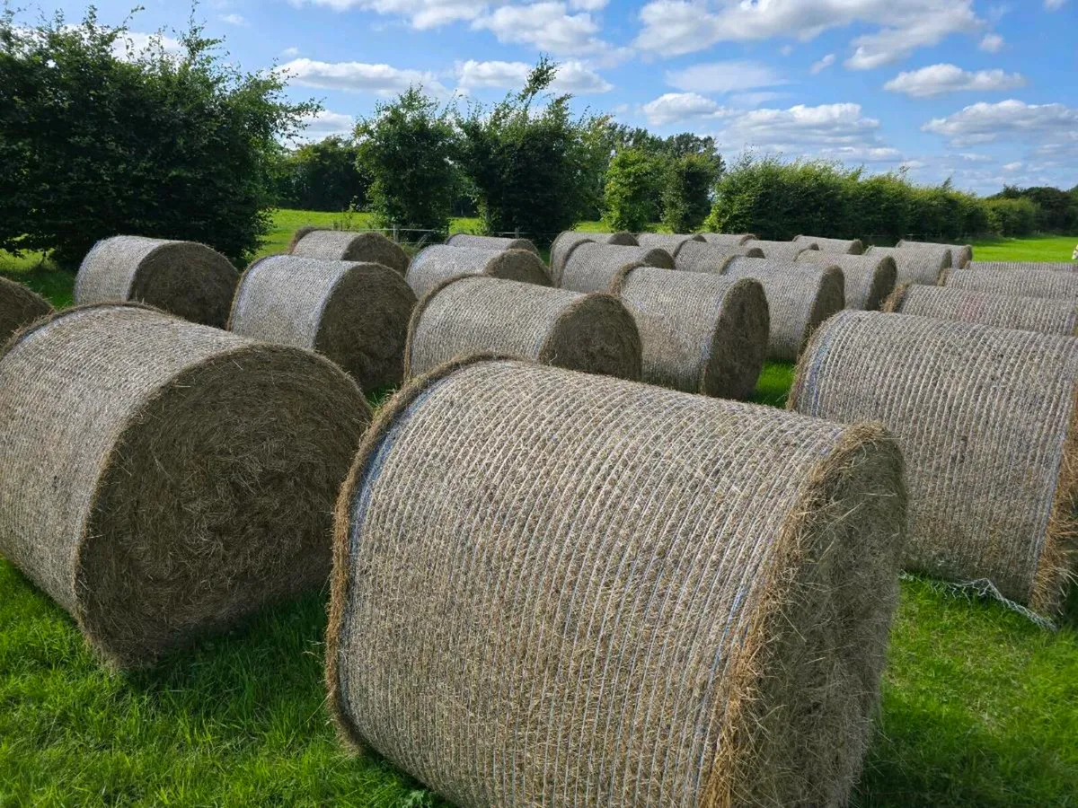 HAY FOR SALE
