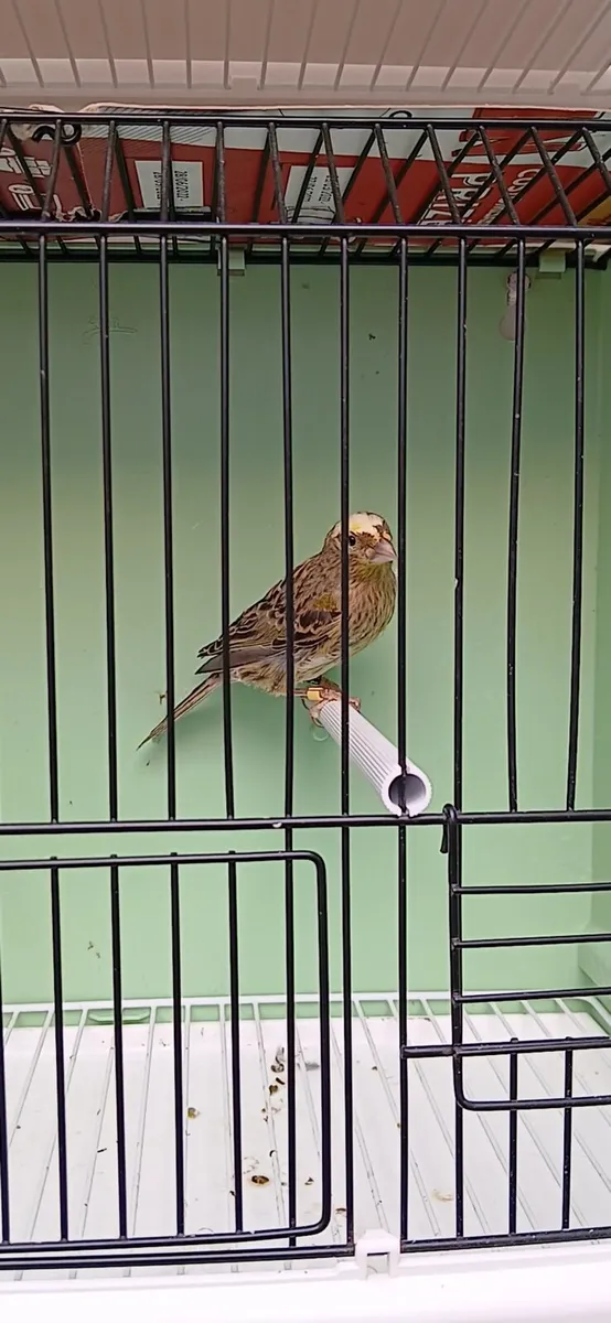 canaries - Image 3