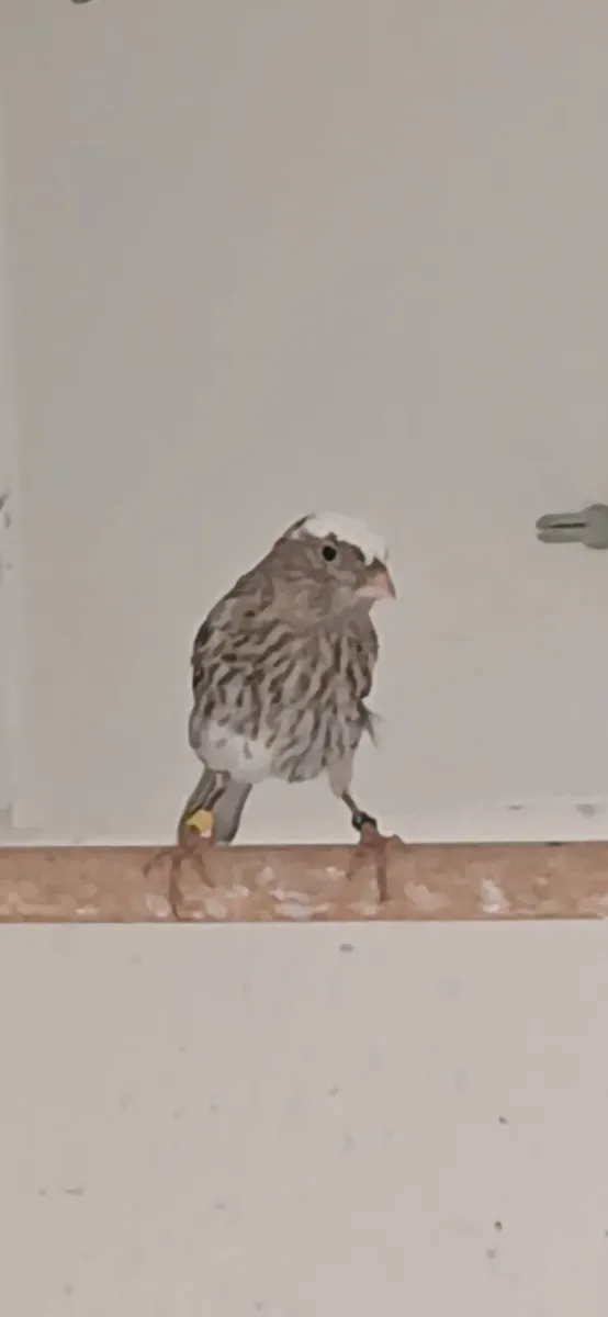 canaries - Image 4