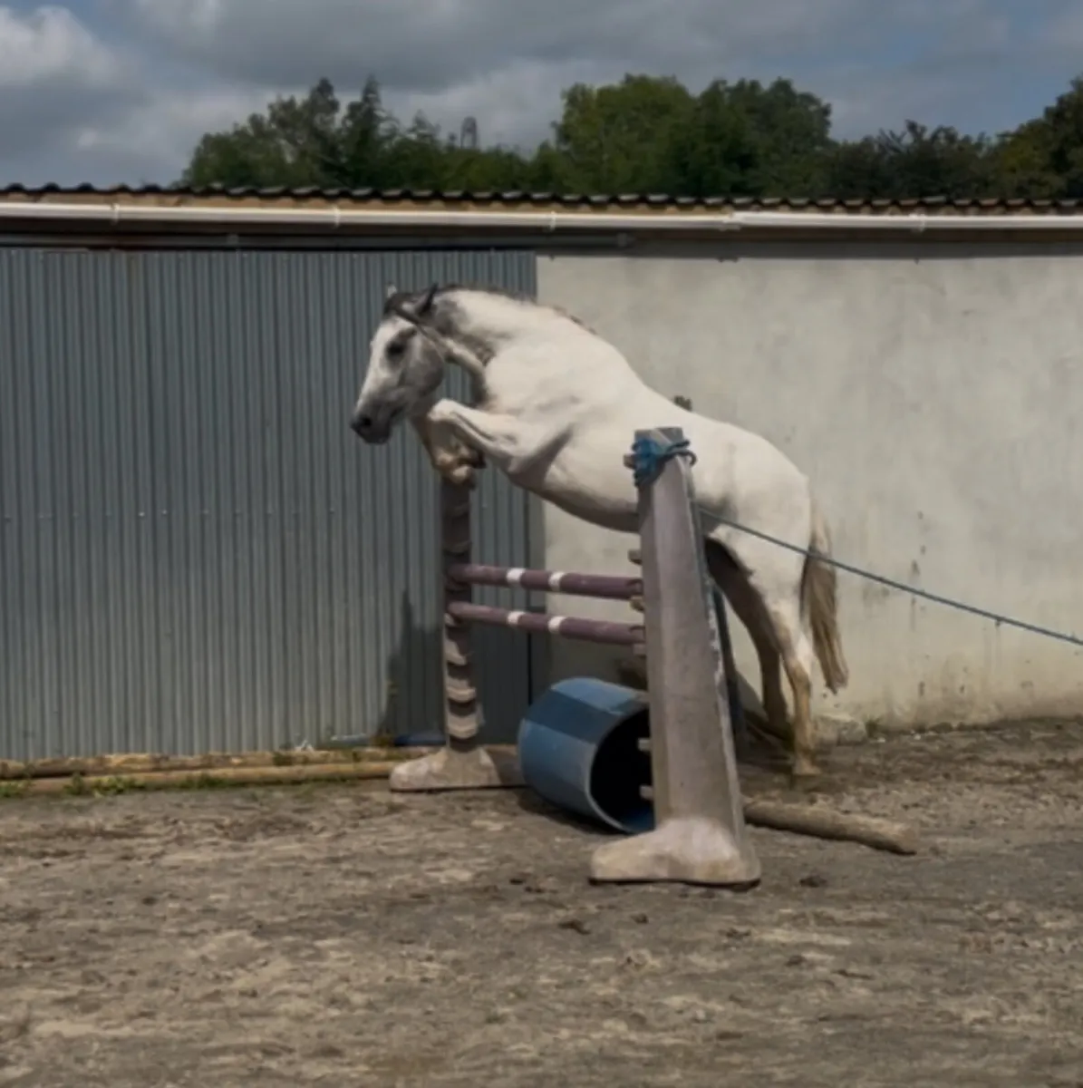 💙🤍Gorgeous blue and white mare 🤍💙 - Image 1