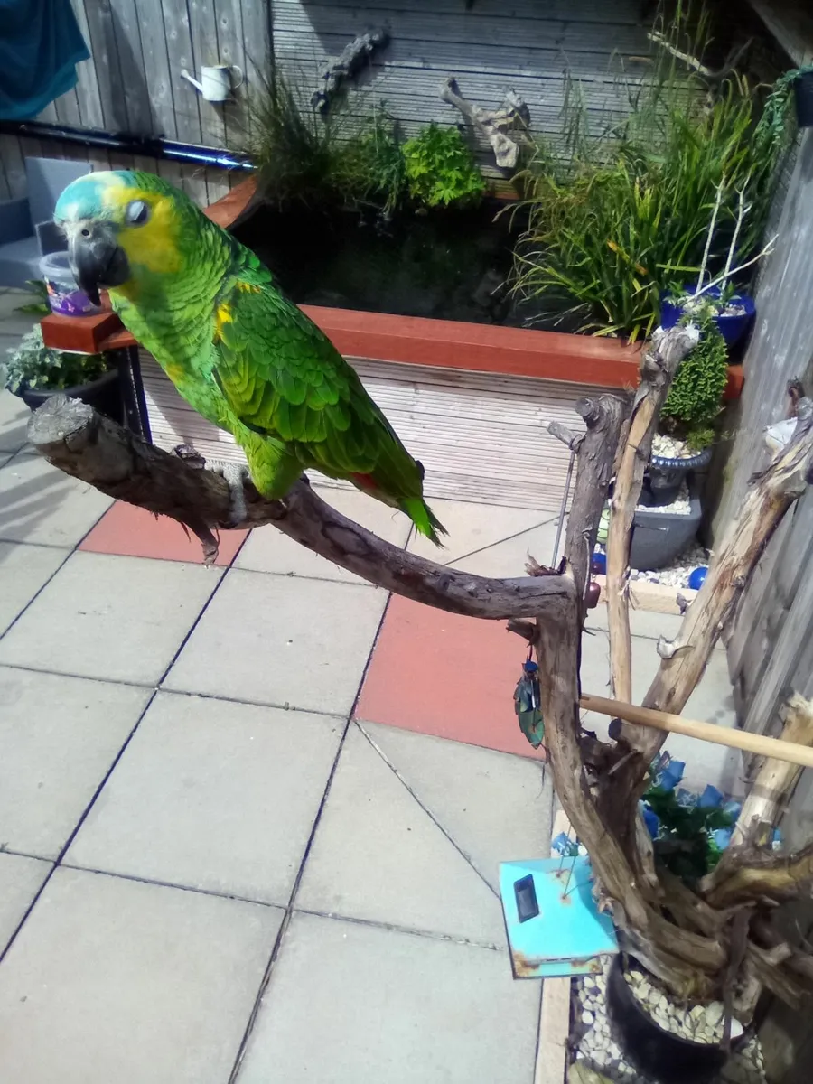 Blue fronted Amazon parrot - Image 4