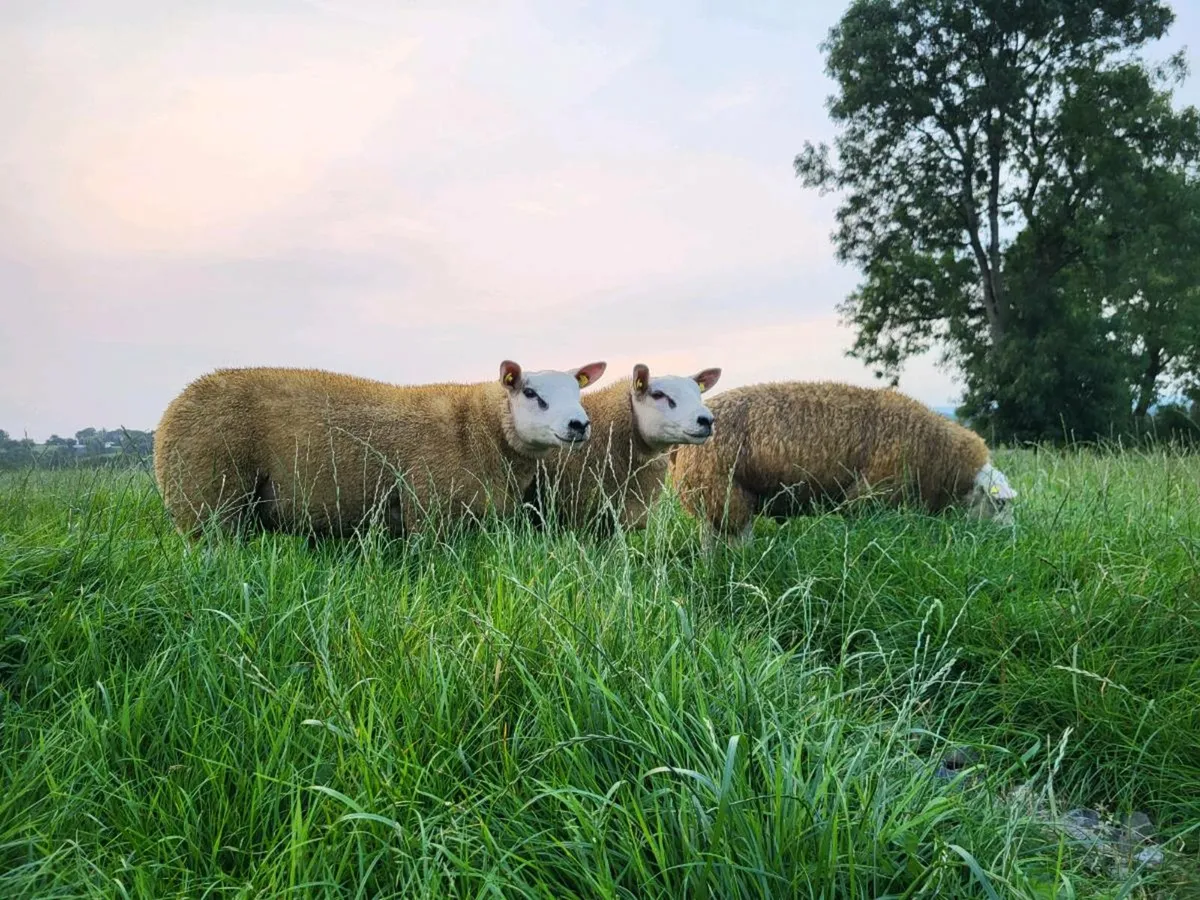 Texel Ram Lambs SIS 5 star Kilkenny mart 23/08/25 - Image 1