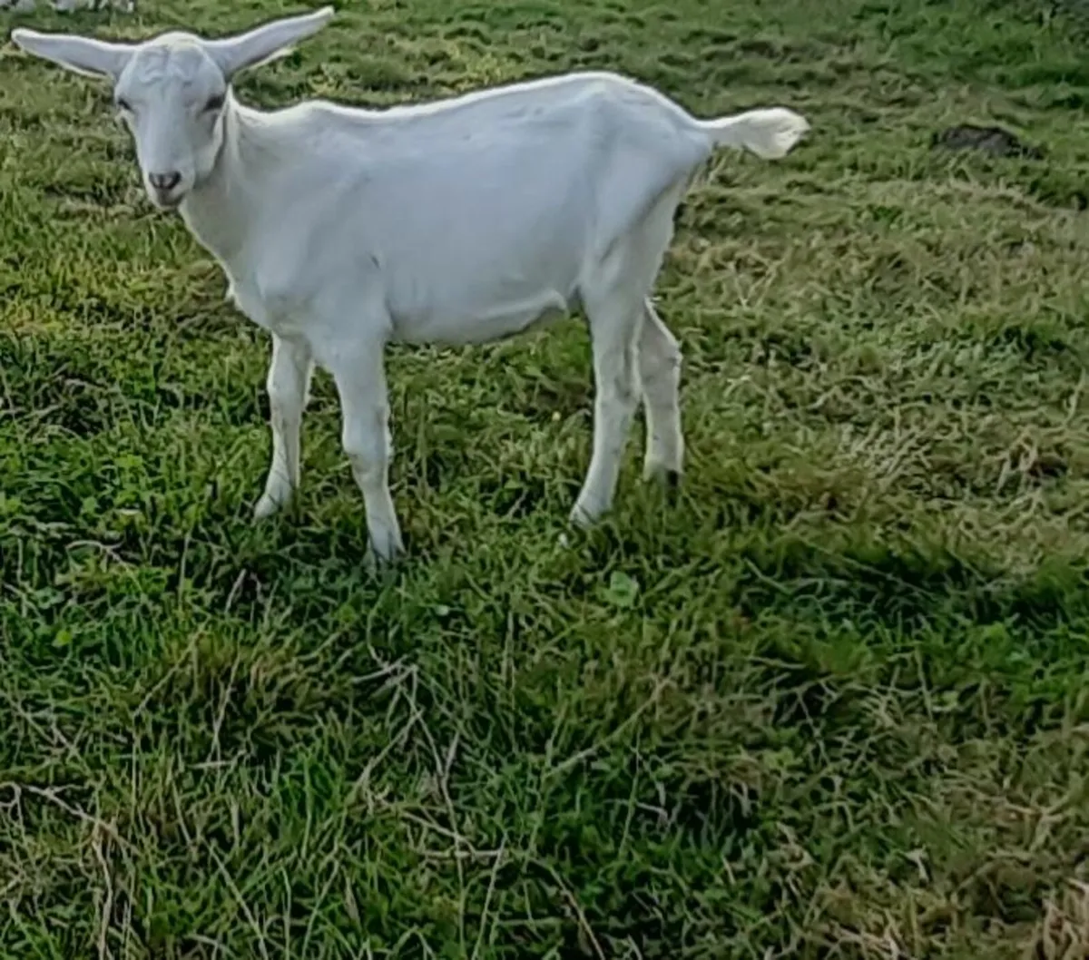 Goats - Image 4