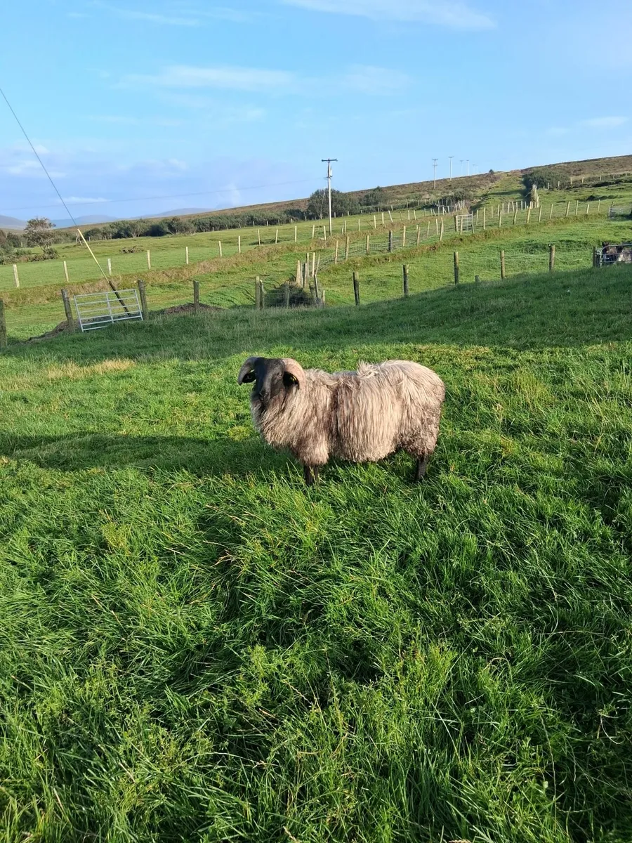 Blackface ram lamb - Image 1