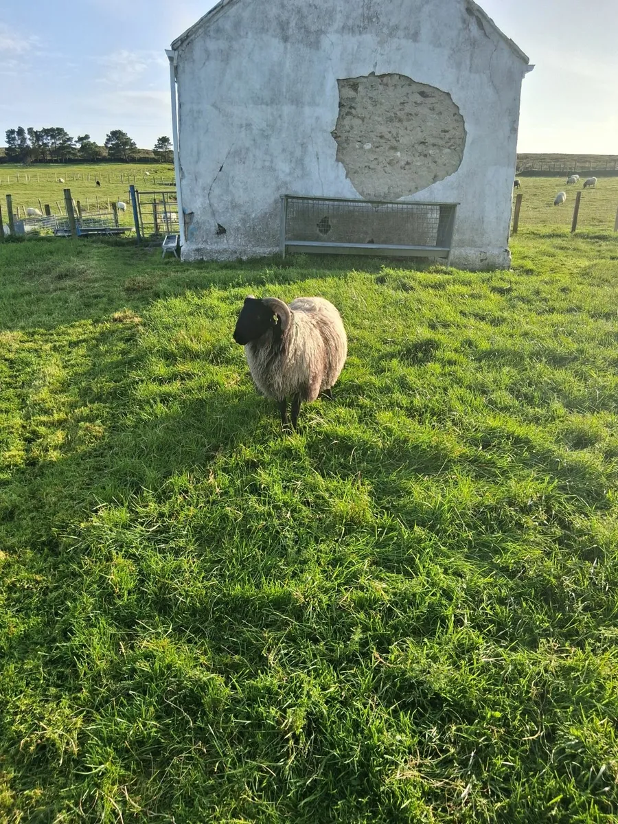 Blackface ram lamb - Image 2
