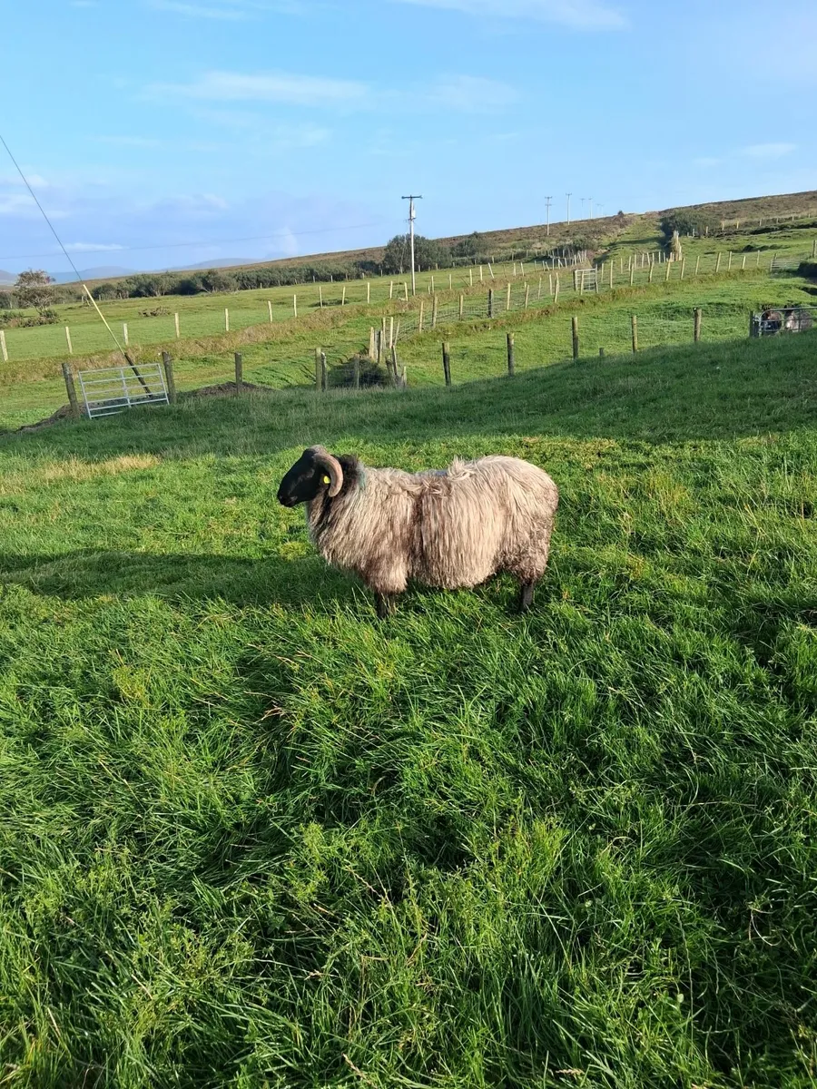 Blackface ram lamb - Image 3