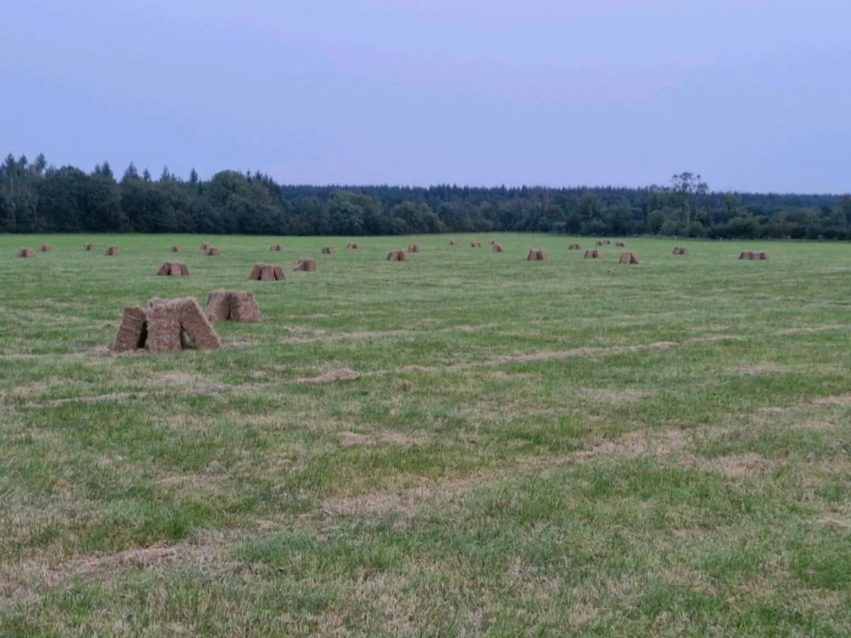 Square bales of Hay - Image 1