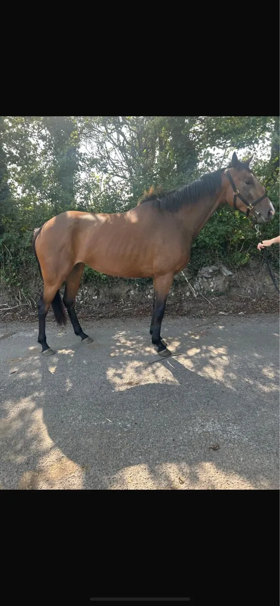 Milan/Walk In The Park fillies - Image 1