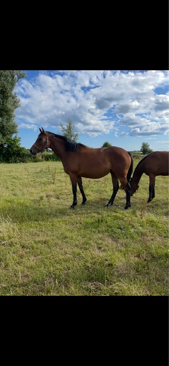 Walk In The Park filly - Image 1
