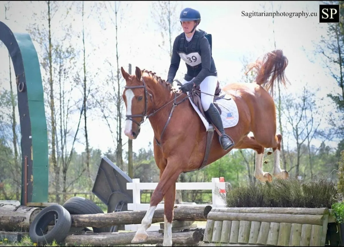 Horses for Sale - Image 1