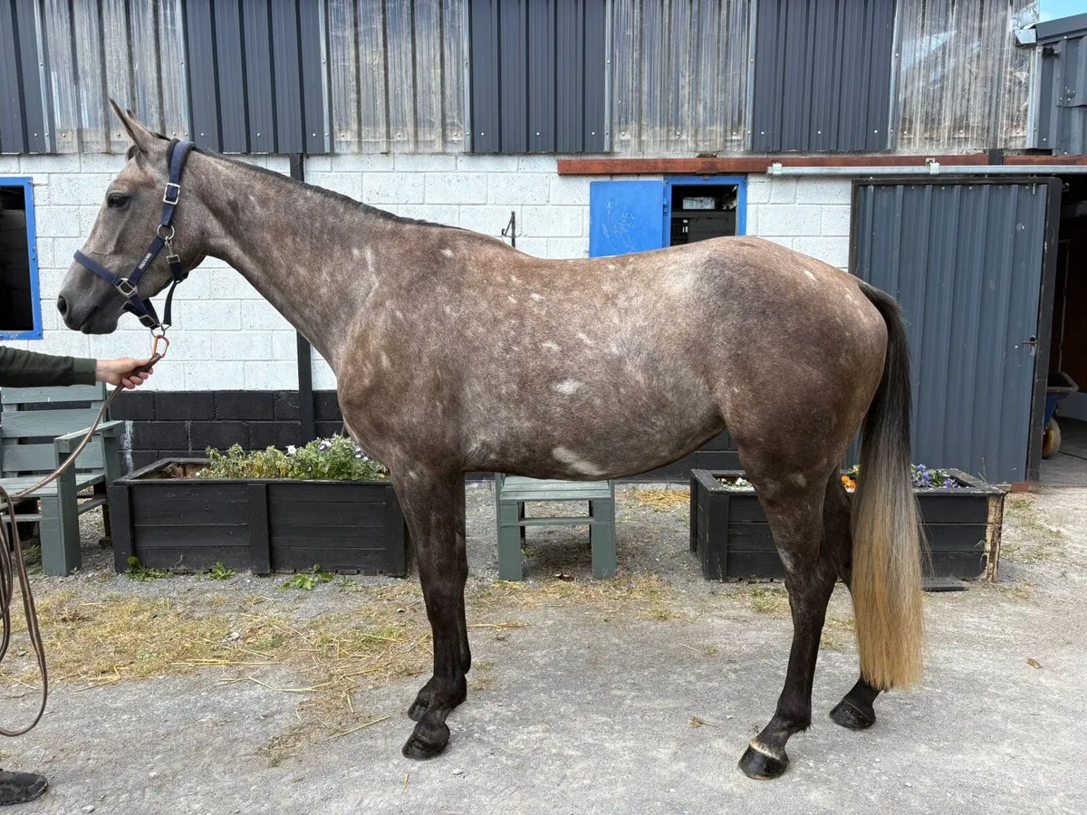 Top Quality 3yr old filly. - Image 2