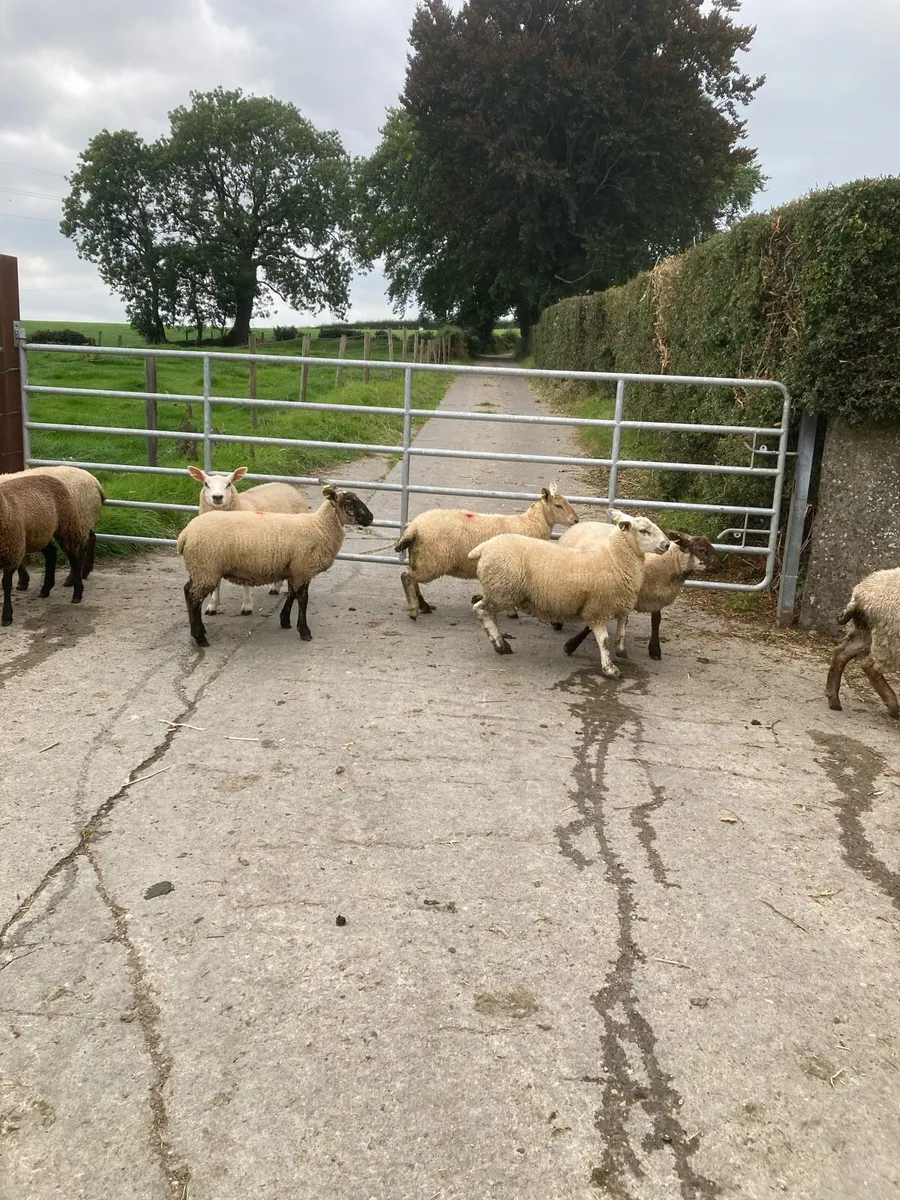 Ewe lambs - Image 3