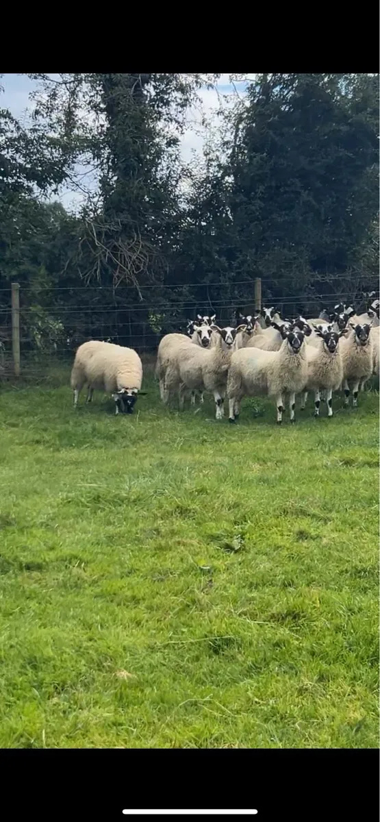88 big strong mule store lambs - Image 1