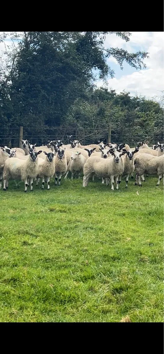88 big strong mule store lambs - Image 2