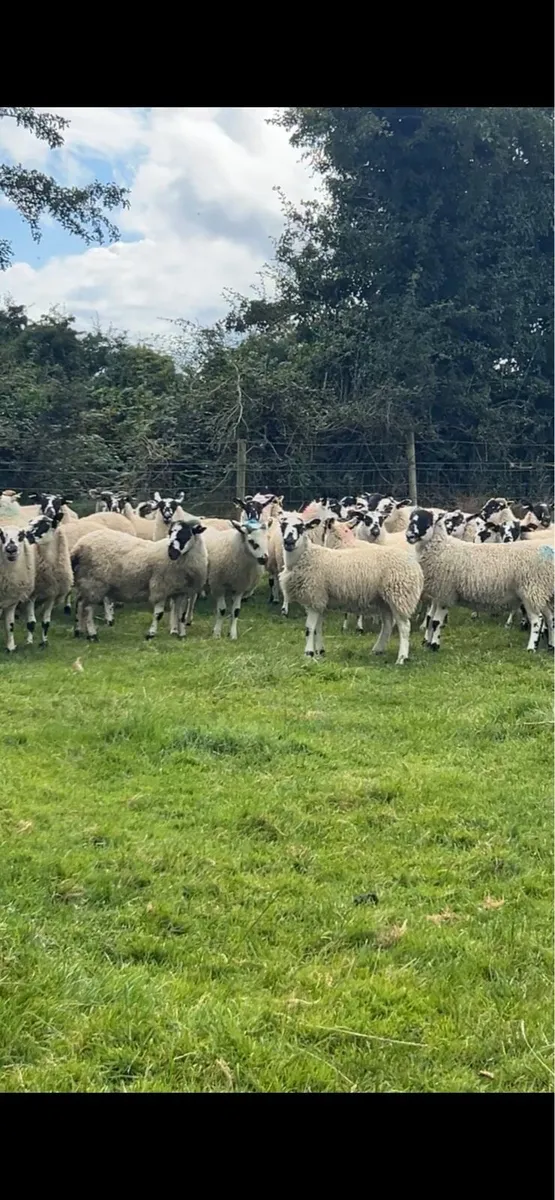 88 big strong mule store lambs - Image 3