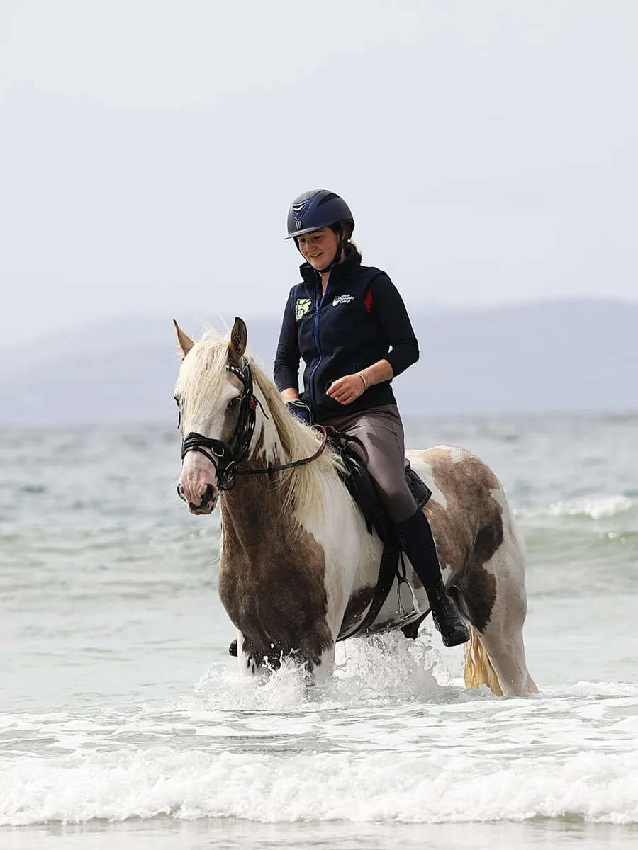 15hh 6yr old gelding ride & drive - Image 1