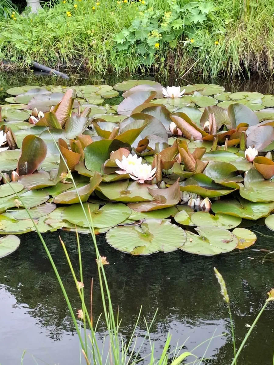 Water lillies - Image 1
