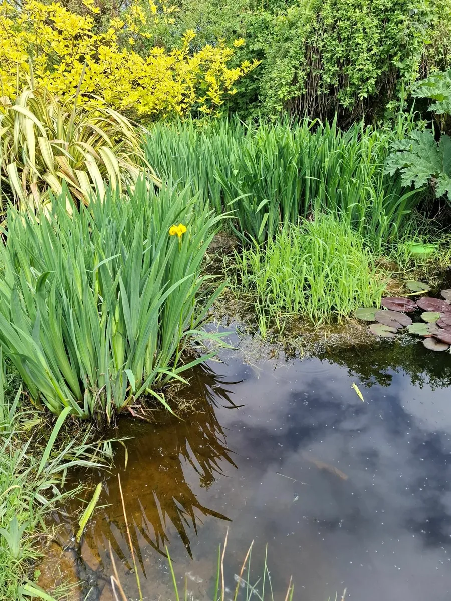 Water lillies - Image 2