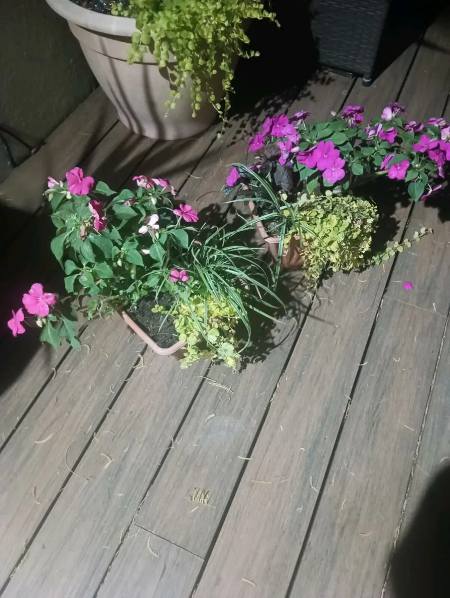 2 lovely pots, - Image 1