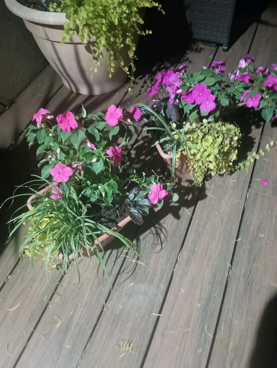 2 lovely pots, - Image 2