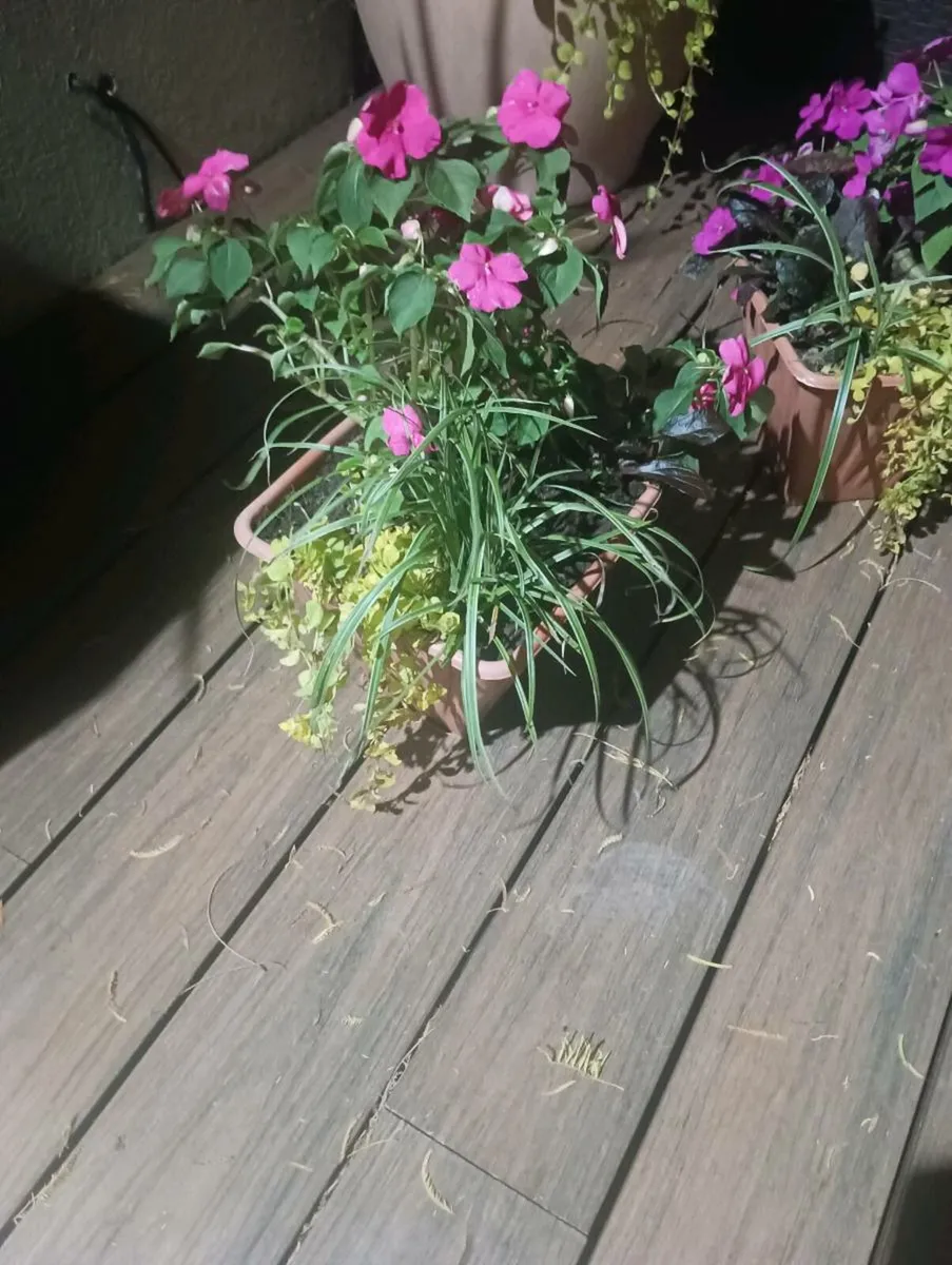 2 lovely pots, - Image 4