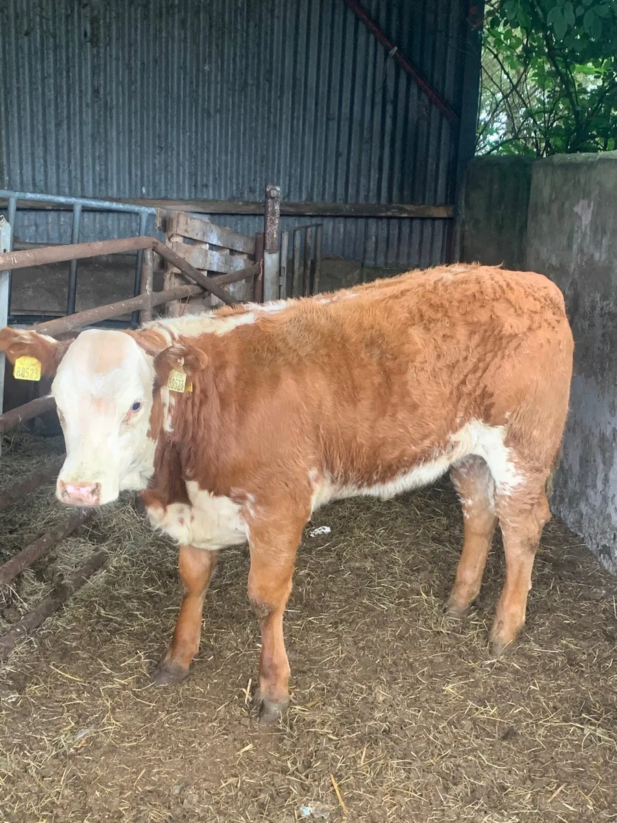 Super Roan LMX Breeding heifer for sale - Image 1
