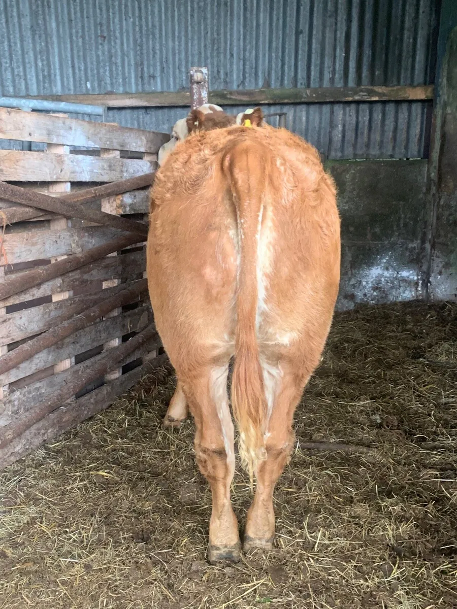 Super Roan LMX Breeding heifer for sale - Image 3