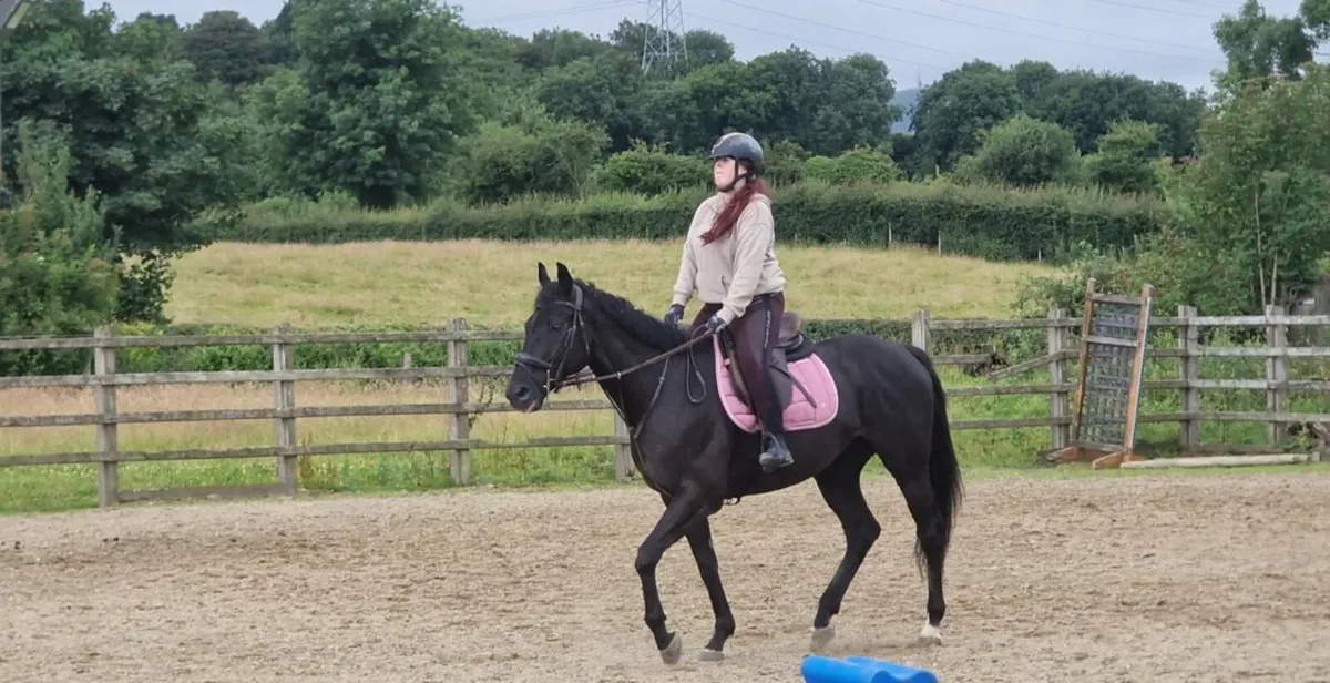 Thoroughbred Gelding - Image 1