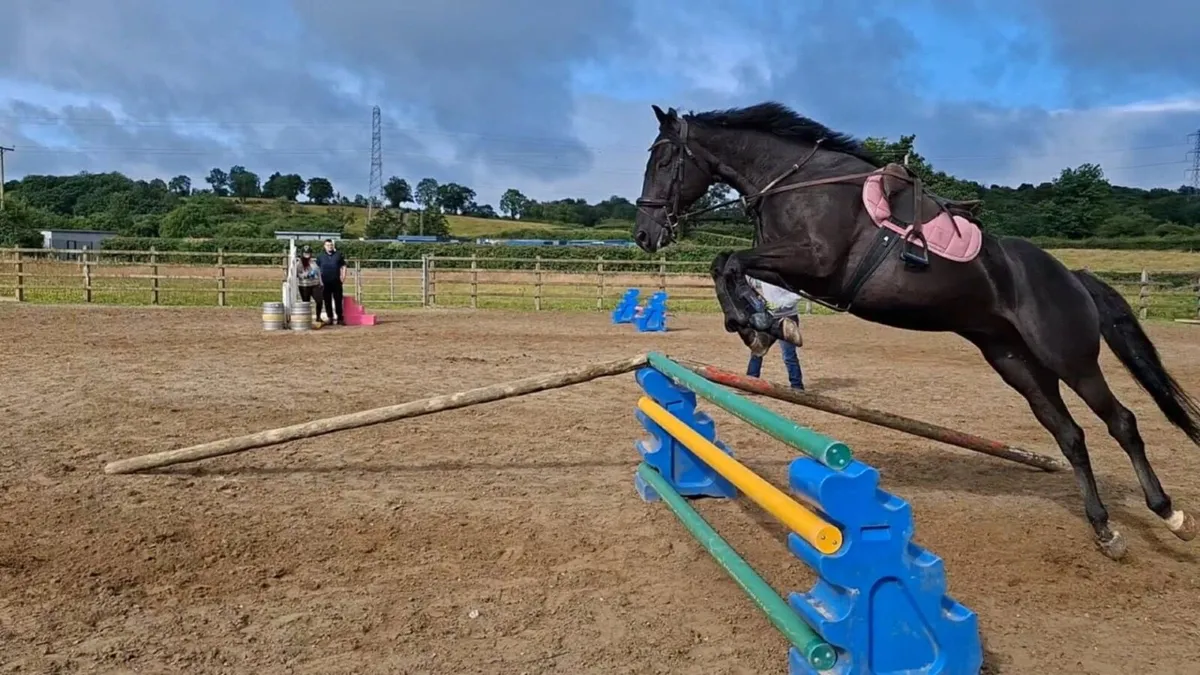 Thoroughbred Gelding - Image 2