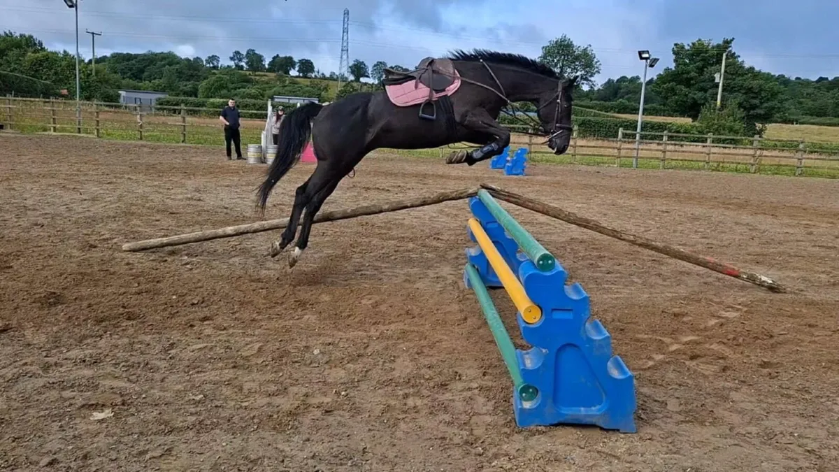 Thoroughbred Gelding - Image 3