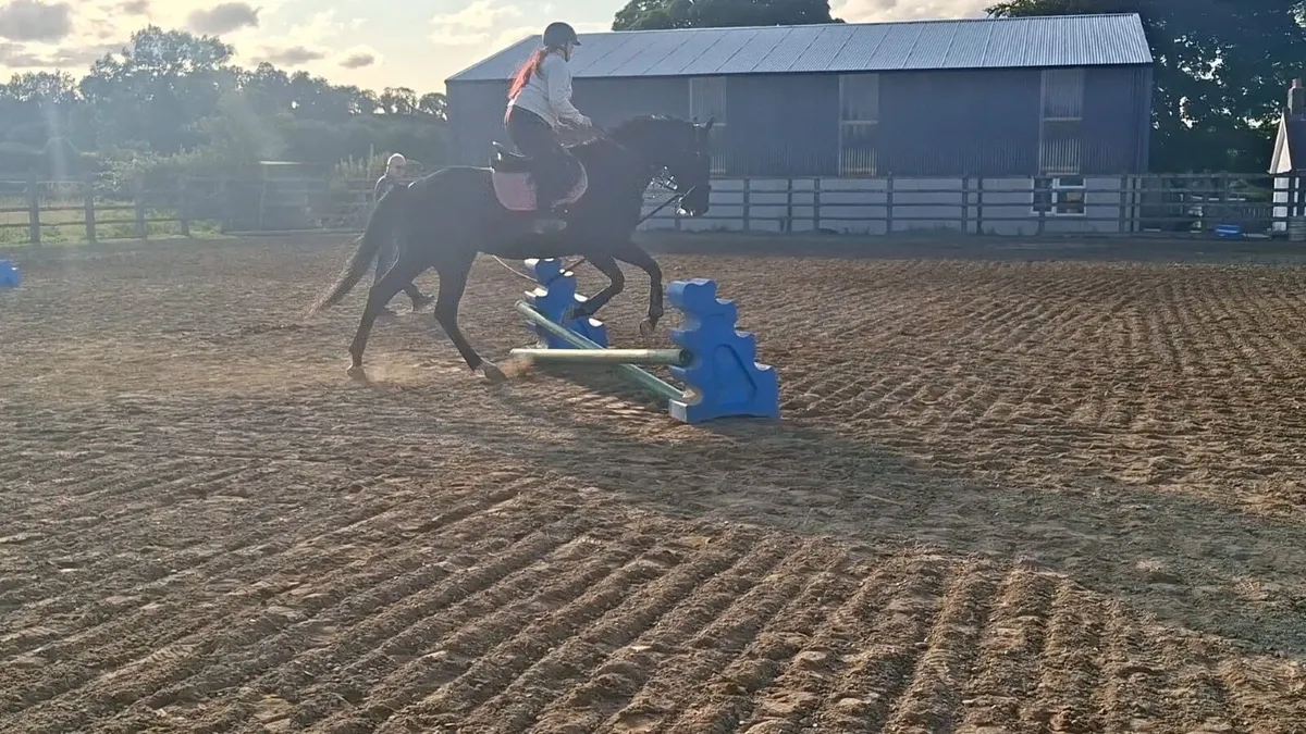 Thoroughbred Gelding - Image 4
