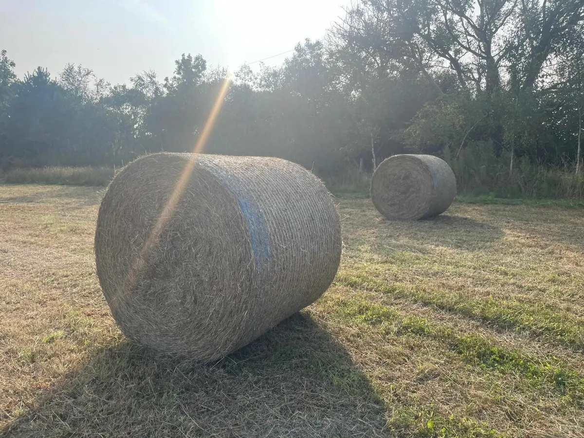 Baled Quality Hay - Image 2