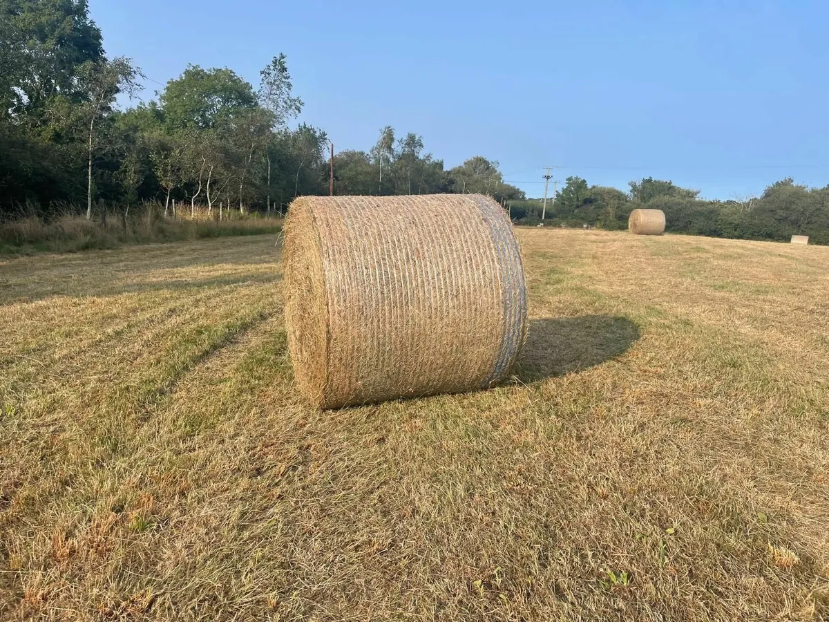 Baled Quality Hay - Image 3