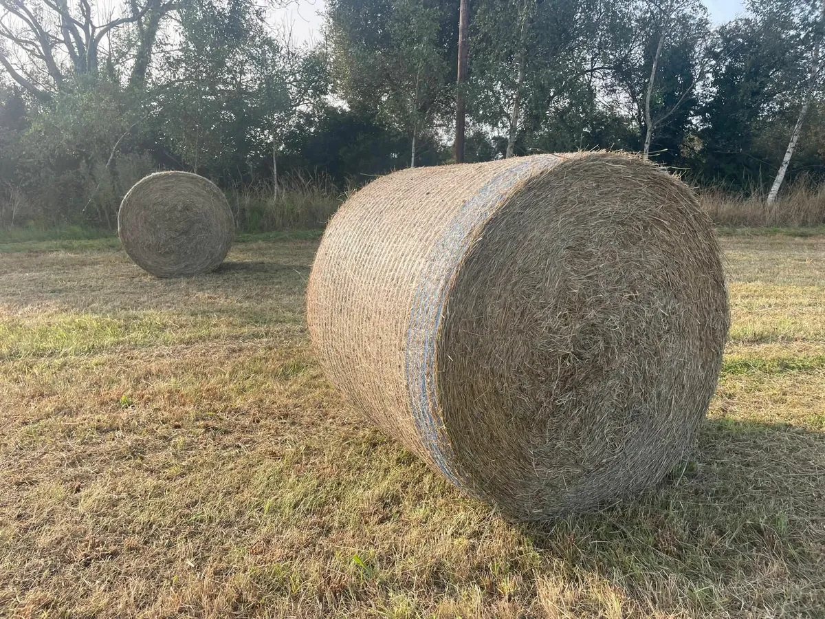Baled Quality Hay - Image 4