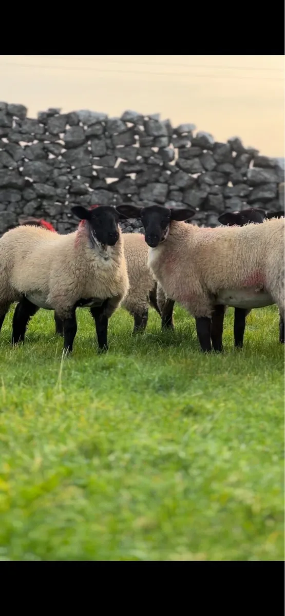 Super Suffolk mule lambs for Tuam show and sale - Image 3