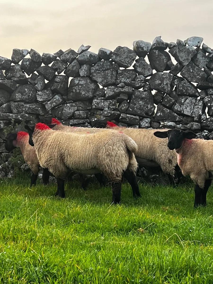 Super Suffolk mule lambs for Tuam show and sale - Image 4