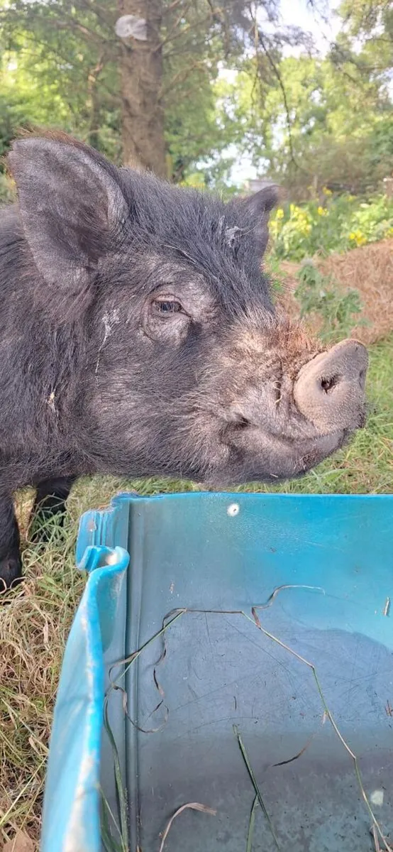Kuhn Kuhn male pigs - Image 1