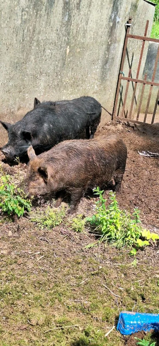 Kuhn Kuhn male pigs - Image 3