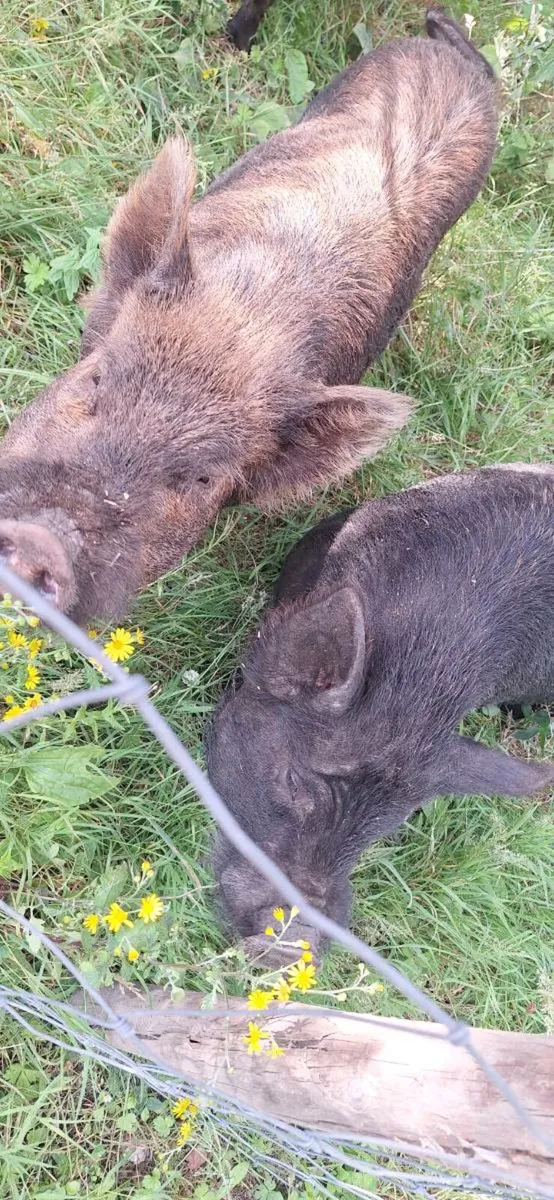 Kuhn Kuhn male pigs - Image 4