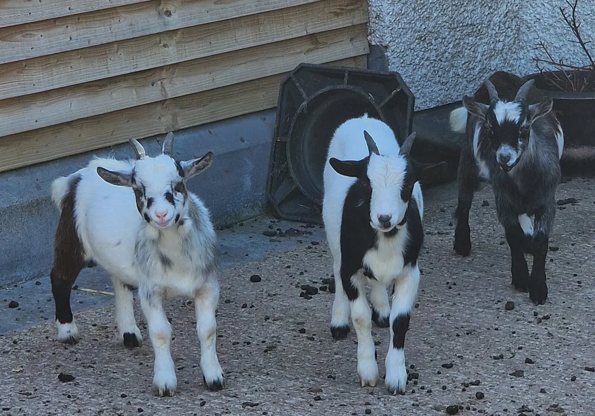 3 male pigmy goats 4 months old all castrated & wo