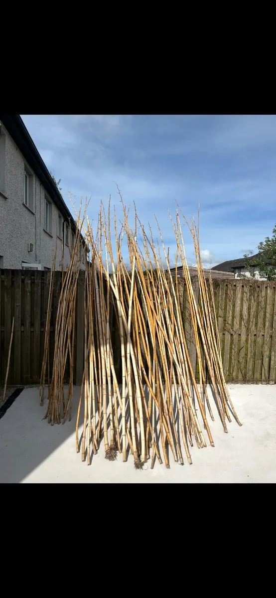 Bamboo