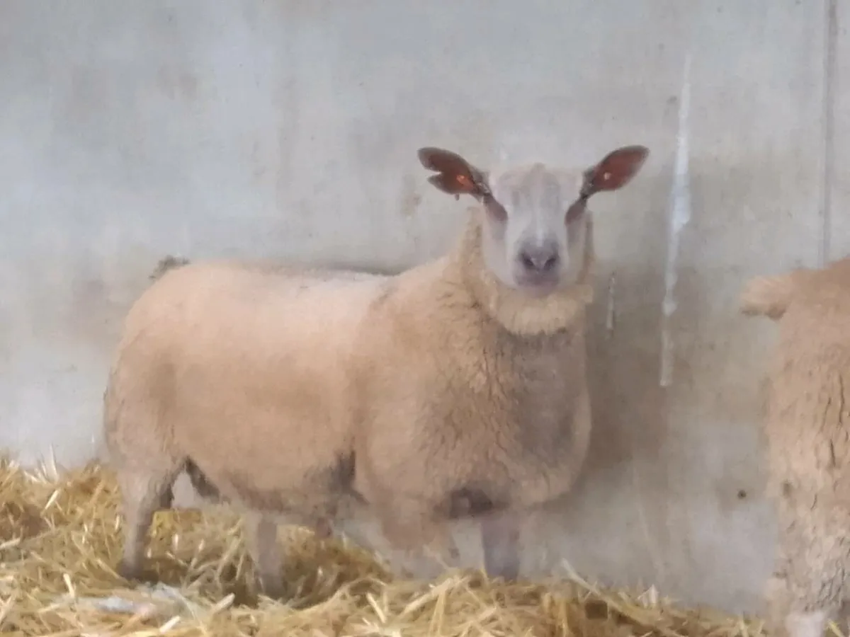 Suffolk . Charollais rams for sale - Image 1
