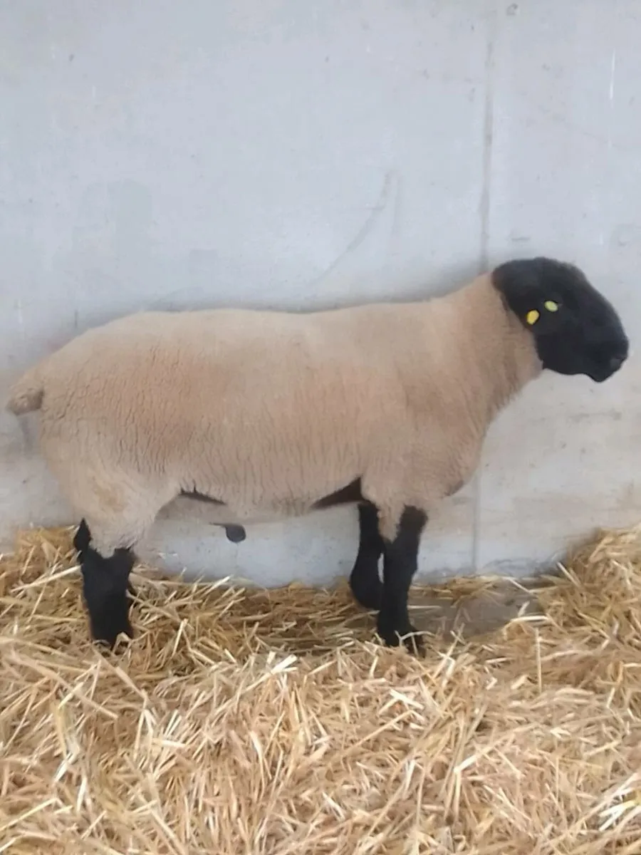 Suffolk . Charollais rams for sale - Image 3
