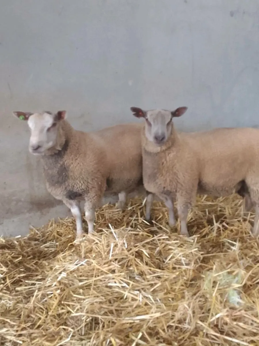 Suffolk . Charollais rams for sale - Image 4