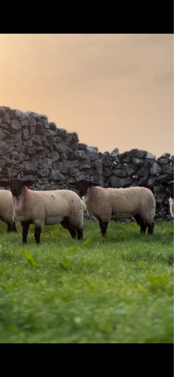 Super Suffolk mule lambs for Tuam show and sale - Image 2